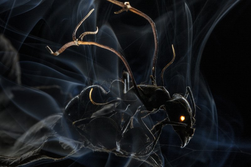 World Press Photo 2015